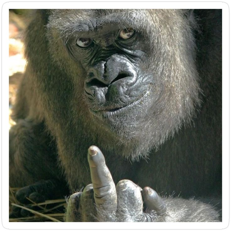 No Click Image